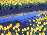 Reflection of Yellow Tulips, Washington, USA Photographic Print by William Sutton