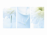 White Mums Triptych Fotografía White Mums Triptych Fotografía