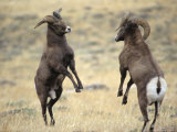 Bighorn Rams, Whiskey Mountain, Wind River Mountains, near Dubois, Wyoming, USA Photographic Print by Howie Garber