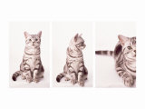 Kitty's Approach Triptych Photographie