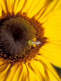 A Bee Collecting Pollen From a Sunflower, Walla Walla, Washington, USA Fotografisk trykk av Brent Bergherm A Bee Collecting Pollen From a Sunflower, Walla Walla, Washington, USA Fotografisk trykk av Brent Bergherm
