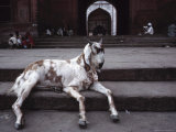 Goat at Rest, India Lámina fotográfica Goat at Rest, India Lámina fotográfica