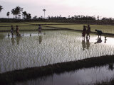 Women Cultivating Rice, India Lámina fotográfica Women Cultivating Rice, India Lámina fotográfica