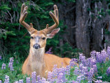 Black-Tailed Deer, Olympic National Park, WA USA Photographie par Steve Kazlowski