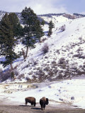 Buffalo in Winter Snow, Yellowstone National Park, Wyoming, USA Photographic Print by Paul Souders
