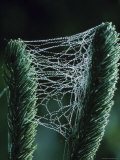 Spider Web Between Branches - Queen Charlotte Islands Lámina fotográfica Spider Web Between Branches - Queen Charlotte Islands Lámina fotográfica