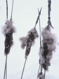 Close-up of Three Cattails Photographie