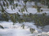 Cedar Bough in Winter Lámina fotográfica