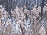 Close-up of Cattails Growing in Forest Photographie