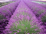 Lavender Field, Sequim, Washington, USA Fotografie-Druck von Janell Davidson