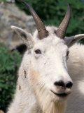 Mountain Goat in Olympic National Park, Olympic Peninsula, Washington, USA Lámina fotográfica por Steve Kazlowski Mountain Goat in Olympic National Park, Olympic Peninsula, Washington, USA Lámina fotográfica por Steve Kazlowski