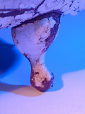 Chipped and Cracked Antique Clawfoot Bathtub Photographie