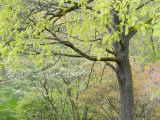 Budding Trees Blow in Wind, Washington Park Arboretum, Seattle, Washington, USA Photographic Print by Philip Kramer