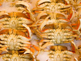 Dungeness Crab, Pike's Place Market, Seattle, Washington, USA Photographic Print