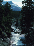 Family of Deer Crossing Flower River in Forest Photographic Print