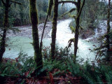 Moss-Covered Trees Frame a Bend in the Boulder River in Snohomish, Washington, USA Photographic Print by William Sutton