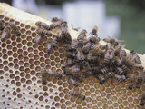 Close-up of Honeybees on Sweet Honeycomb Photographic Print