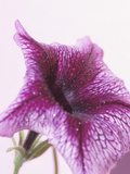 Purple Petunia Lámina fotográfica