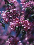 Blooming Spring Blossoms Photographic Print Blooming Spring Blossoms Photographic Print