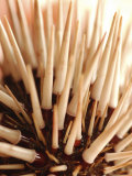 Close-Up of Spiky Sea Anemone Lámina fotográfica