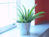Blooming Green Plant in Pot by Window Photographie