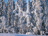 Forest of Trees with Snow in Yellowknife Lámina fotográfica