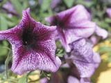 Purple Petunias Lámina fotográfica