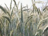 Stalks of Wheat Fotografie-Druck