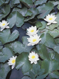 Water Lilies Floating on Pond Lámina fotográfica