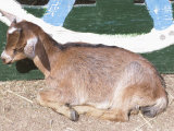 Baby Goat Lying on the Ground Lámina fotográfica Baby Goat Lying on the Ground Lámina fotográfica