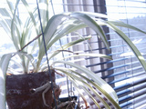 Growing House Plant in Front of Window Photographic Print