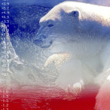 Oso polar Lámina fotográfica Oso polar Lámina fotográfica