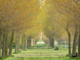 Trees in Park Lámina fotográfica