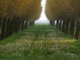 A Long Grassy Path Lined with Trees Photographic Print
