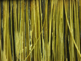 Close-up of Paintbrush Bristles Photographic Print