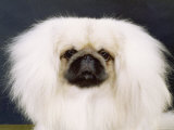 Pekingese, 1981 Lámina fotográfica Pekingese, 1981 Lámina fotográfica