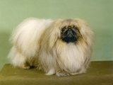 St. Aubrey Pai Foo of Wychstock Owned by Taylor and Aubrey- Jones Lámina fotográfica St. Aubrey Pai Foo of Wychstock Owned by Taylor and Aubrey- Jones Lámina fotográfica