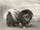 Champion Chien Lung of Wybournes Owned by Mrs Bevington Lámina fotográfica Champion Chien Lung of Wybournes Owned by Mrs Bevington Lámina fotográfica