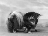 Champion Chien Lung of Wybournes Owned by Barington Lámina fotográfica Champion Chien Lung of Wybournes Owned by Barington Lámina fotográfica