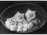 These Three Adorable Chinchilla Kittens Sit Together in an Up- Turned Basket Photographie