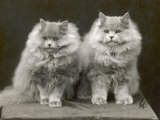 Two Cats Sitting Together with a Lot of Fur Between Them Lámina fotográfica Two Cats Sitting Together with a Lot of Fur Between Them Lámina fotográfica