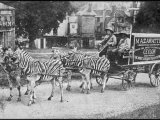 The Mazawattee Tea Zebra Cart Photographic Print