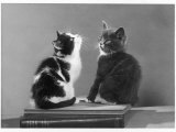 Black and White Kitten and a Grey and White Kitten Sit Atop Some Books Lámina fotográfica Black and White Kitten and a Grey and White Kitten Sit Atop Some Books Lámina fotográfica