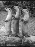 Trio of Otters Fotografisk tryk Trio of Otters Fotografisk tryk