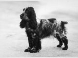 Tracey Witch of Ware Breed Photographic Print