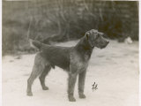 Kai Welsh Terrier Standing Photographic Print