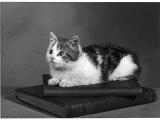 Small Tabby and White Kitten Lies Comfotably on Top of Some Books Lámina fotográfica Small Tabby and White Kitten Lies Comfotably on Top of Some Books Lámina fotográfica