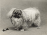 Champion Chu-Fuan of Sherhill Owned by Allen Photographic Print