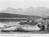 Beached Whale at Hvalfanger Station Norway Photographic Print