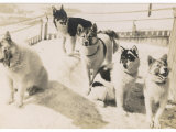Five Sledge Dogs Wait in Their Pen for Their Next Job Photographic Print